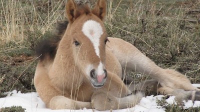 The Cloud Foundation – New Foals In Cloud’s Herd