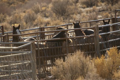 Oppose BLM Roundup In Wyoming